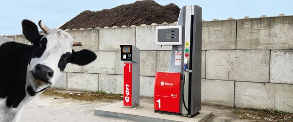 En ko framför biogasstationen