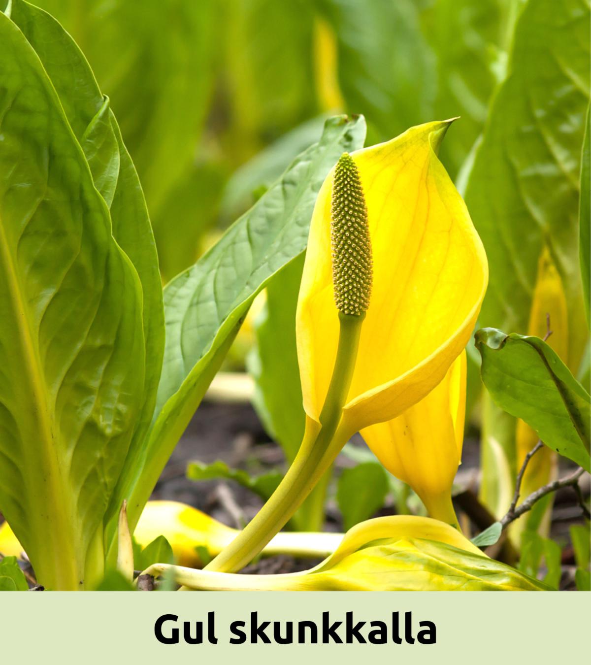 Gul skunkkalla