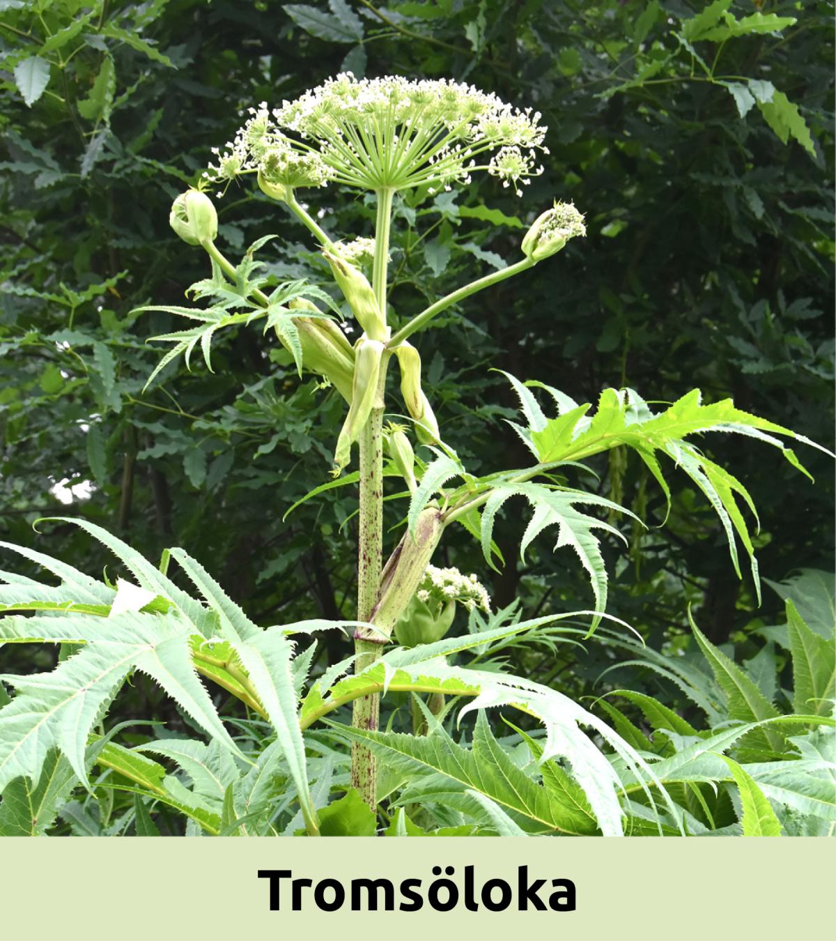 Tromsöloka