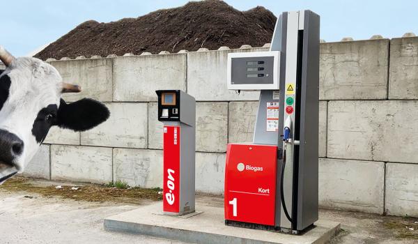 En ko framför biogasstationen